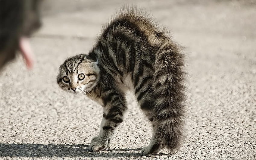 Kucing agresif, naik, kucing, agresif, melengkung Wallpaper HD
