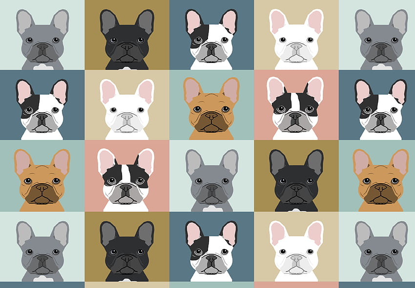 French Bulldog, Cute French HD wallpaper