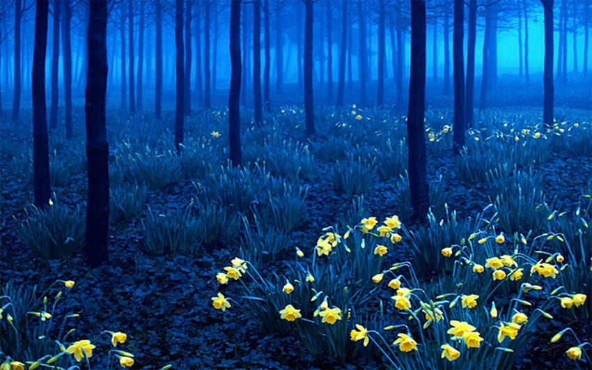 Black Forest In Germany, Yellow, Beautiful, Forest, Flowers, Black, Germany HD wallpaper