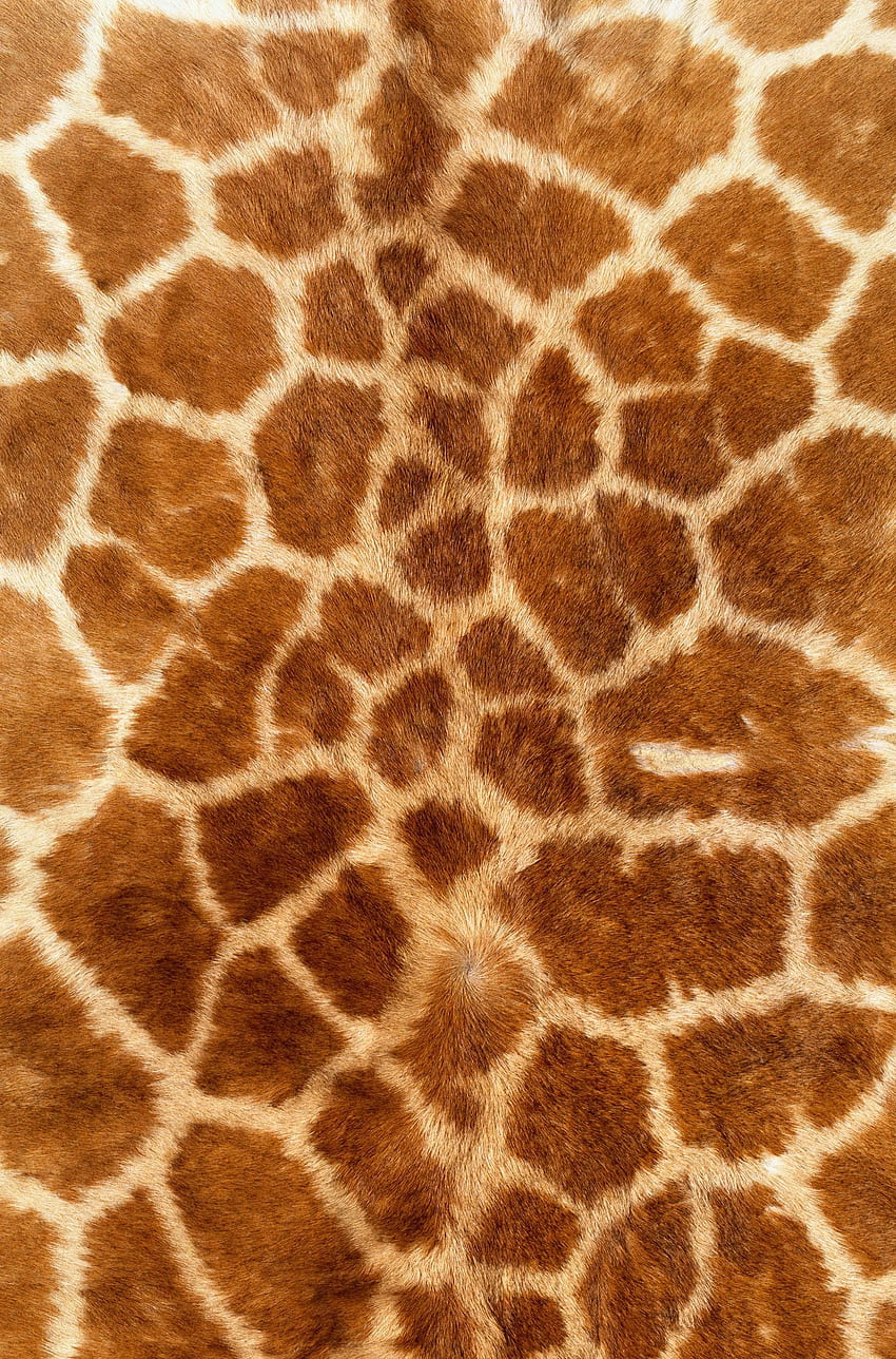 tekstura: ???, skóra żyrafa, tekstura futra, futro tekstura tło, tło. Żyrafa, nadruk zwierzęcy, tekstury futra Tapeta na telefon HD
