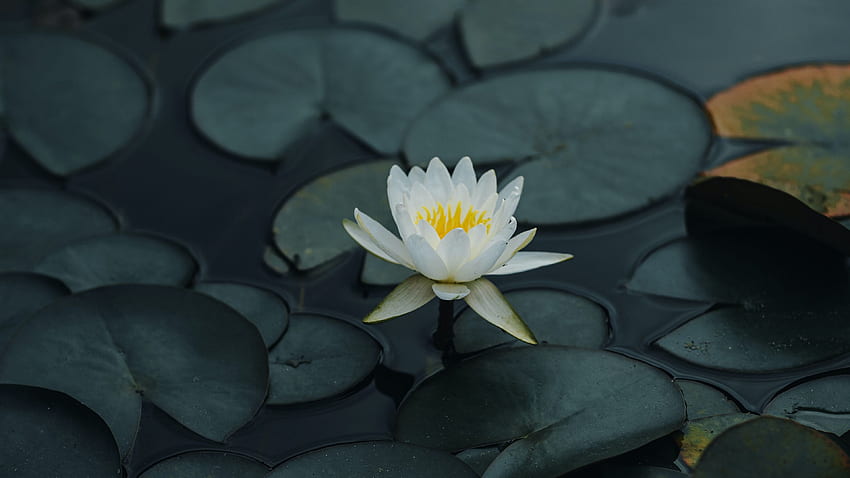 Lotus Petals Leaves HD wallpaper