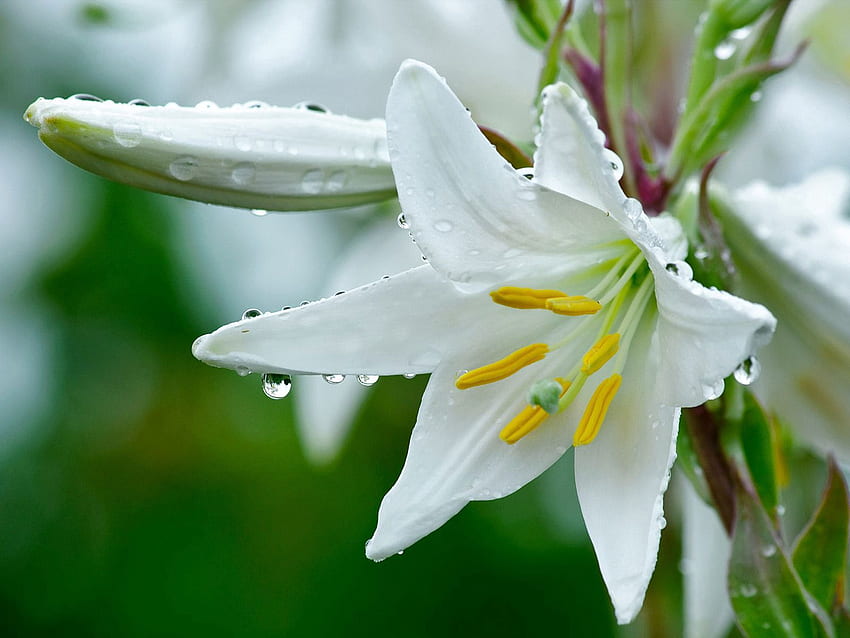Flowers, Drops, Flower, Close-Up, Freshness, Lily, Stamens HD wallpaper