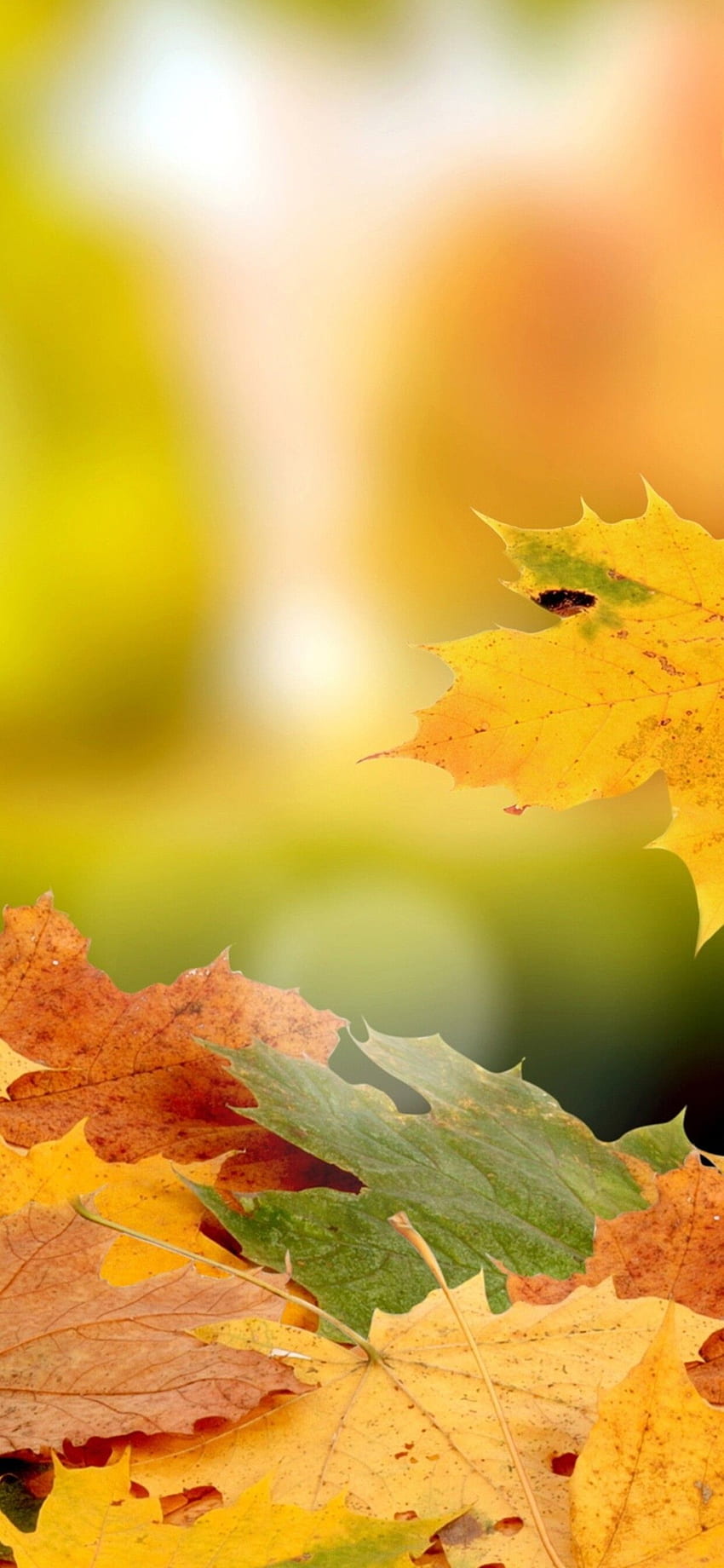 Bellissimo tappeto di foglie autunnali, foglie cadenti Sfondo del telefono HD