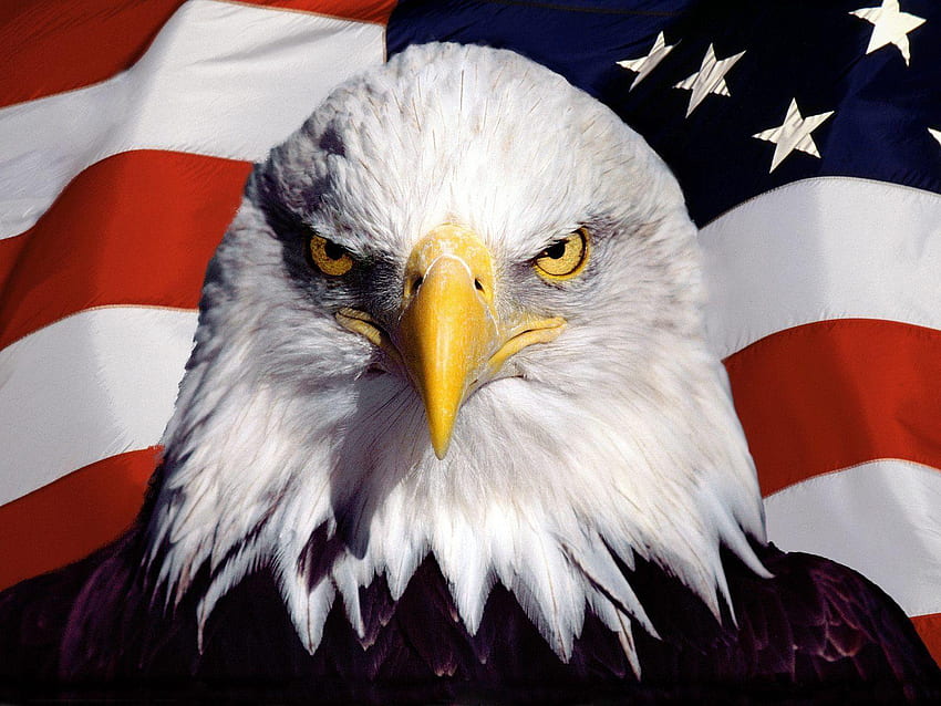 Aquila americana, bandiera dell'aquila calva Sfondo HD