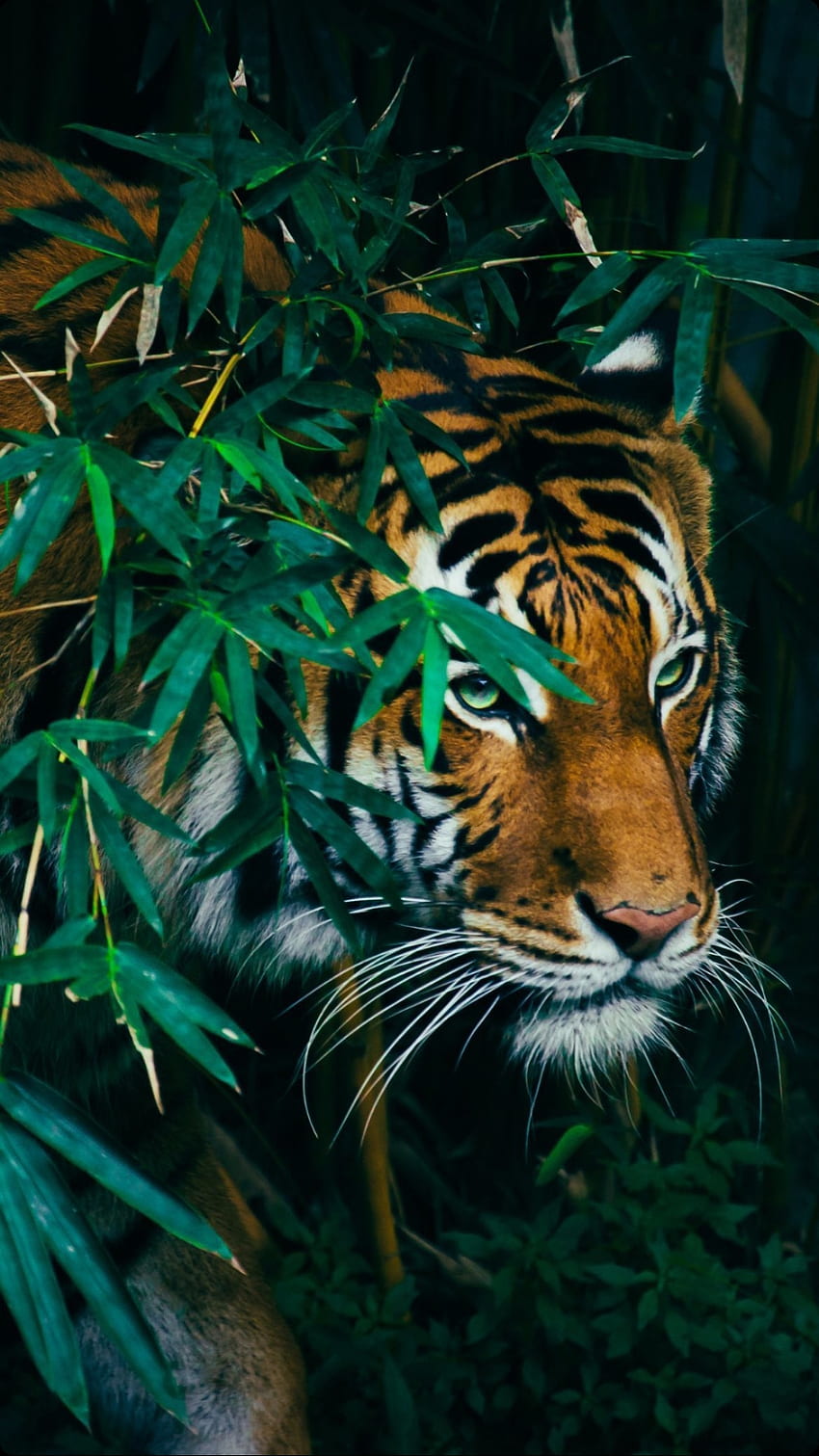 Tigre, amor, tendências, novo, tigre de Bengala, tigre siberiano, natureza, zedge, anandam, grafia Papel de parede de celular HD