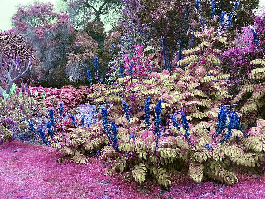 Fantasy Garden, Spring, Purple, Garden, Forest, Nature, Pink HD wallpaper