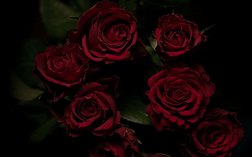 iPhone Róże ogrodowe Red Rose Flower Floribunda [] na telefon komórkowy i tablet. Poznaj estetykę czerwonych róż. Estetyczne czerwone róże, Estetyczne czerwone róże, Estetyczne ciemne róże Tapeta HD