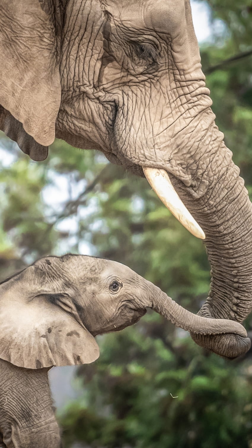 Tierischer afrikanischer Busch-Elefant, Baby-Elefant-Telefon HD-Handy-Hintergrundbild