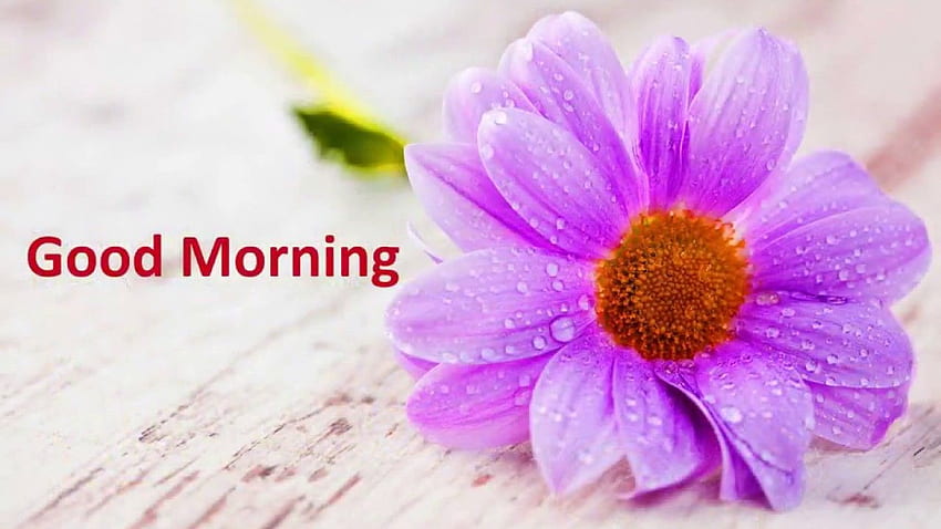 good morning flowers , , , , , Videos, Sayings for Love HD wallpaper