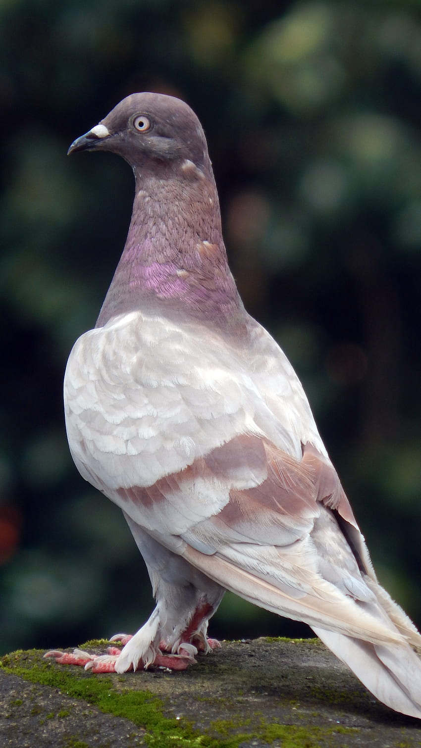 Bird, Brown Bird, Pigeon HD phone wallpaper