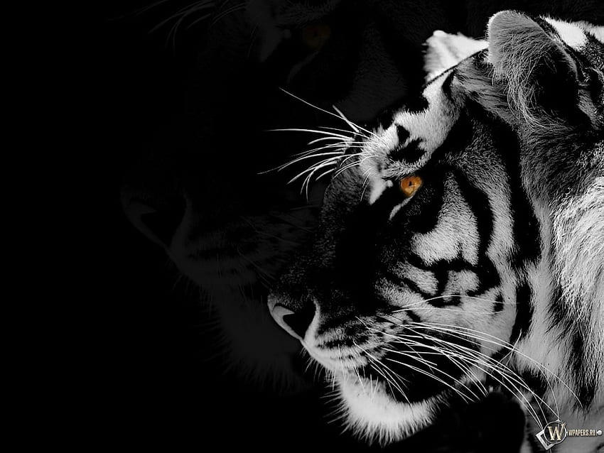 Ultraschwarzer Tiger HD-Hintergrundbild