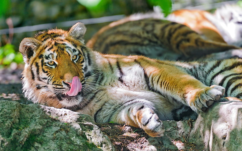 สัตว์ นอนลง โกหก แมวตัวใหญ่ เสือ ภาษา ลิ้น เลียริมฝีปากของคุณ เลีย วอลล์เปเปอร์ HD