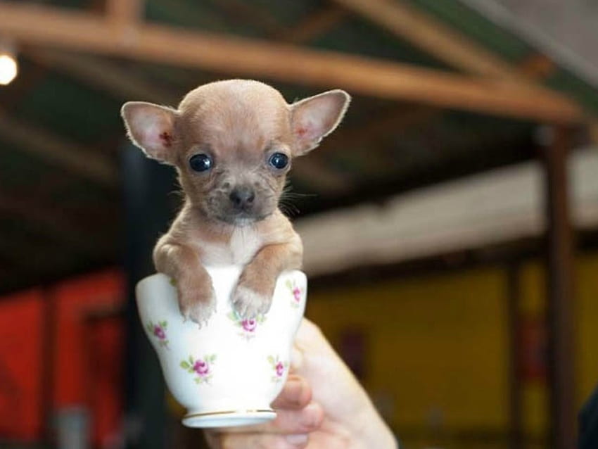 작은 치치, 귀여운, 강아지, , 컵 HD 월페이퍼