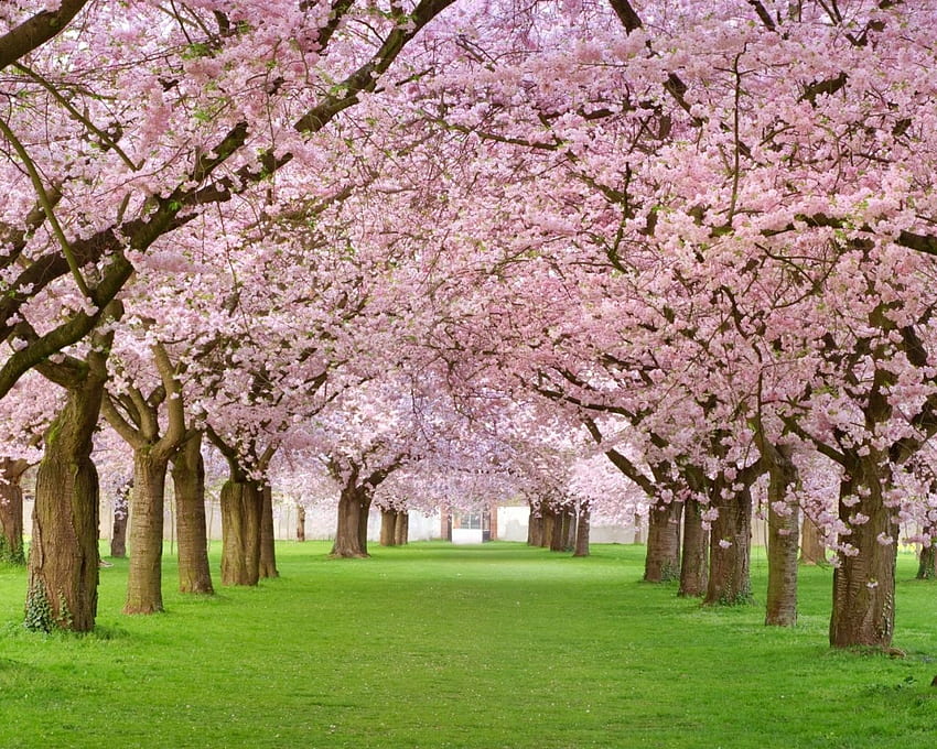 Cherry Blossoms Orman ve Çim PC ve Mac HD duvar kağıdı