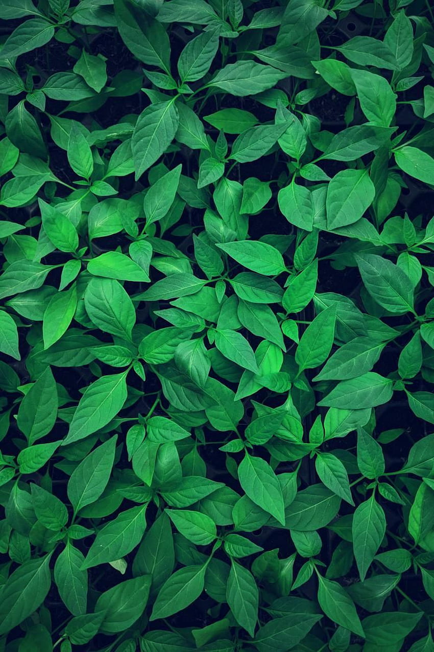 Dia. folhas, brilhante, verde, planta, vegetação para , dia para , Mobile Phones do. Verde, Natureza verde, Verde Papel de parede de celular HD