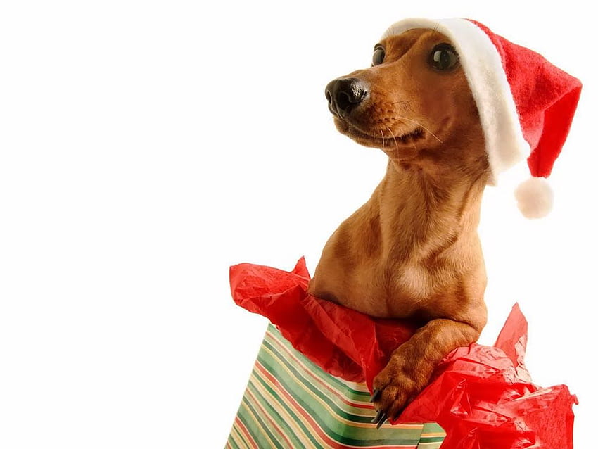 Christmas dachshund HD wallpapers | Pxfuel