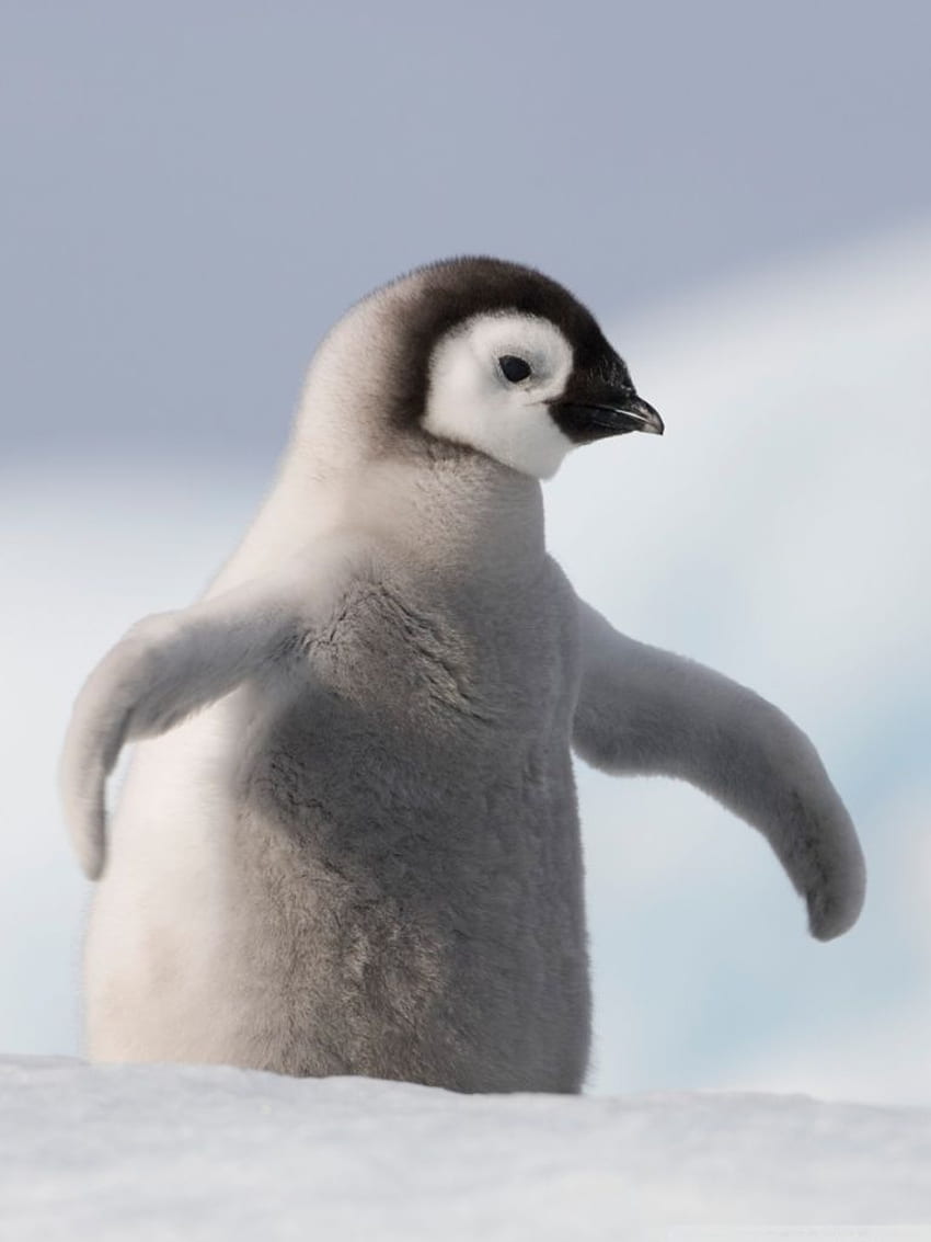 Baby Penguin Antarctica for Ultra [] for your , Mobile & Tablet. Explore Penguin Phone . Penguin Phone , Penguin , Penguin HD phone wallpaper