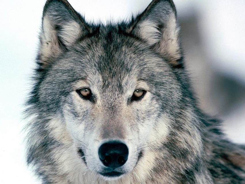 Winter Wolf, winter, grey wolf, snow HD wallpaper