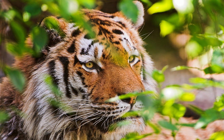Harimau Bengal yang indah, kucing, hidung, tanah, garis-garis, bulu, hari, coklat, hewan, pohon, mulut, putih, harimau, tanah, wiskers, daun, cahaya, telinga, alam Wallpaper HD