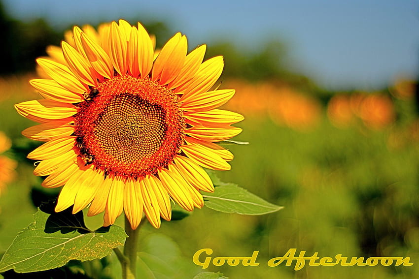 Good Afternoon With Beautiful Sunflower HD wallpaper