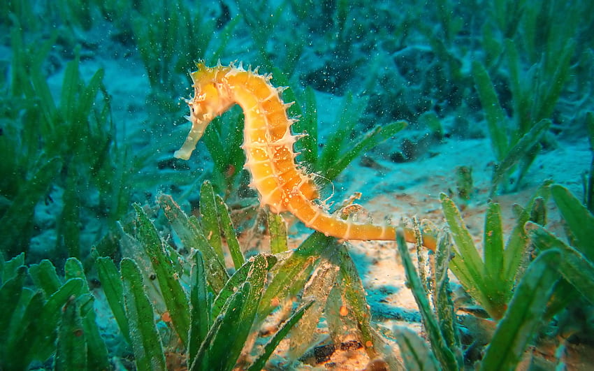 Seahorse Hippocampus HD wallpaper