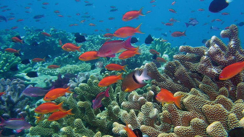 Червена риба в коралов риф, екосистеми, море, риба, природа, океани, коралови рифове HD тапет