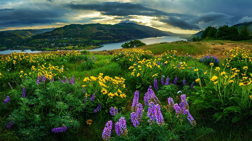 Columbia Nehri'nde Bahar Çiçekleri, tepeler, çayır, çiçekler, acı bakla, manzara, ABD HD duvar kağıdı