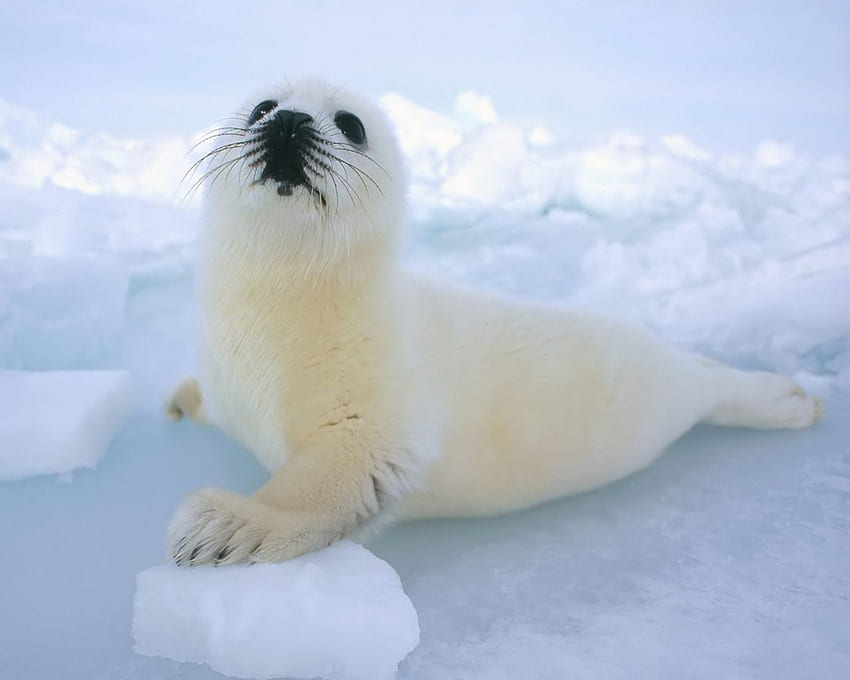 Foche . Animali della neve, foca arpa bambino, simpatiche foche Sfondo HD