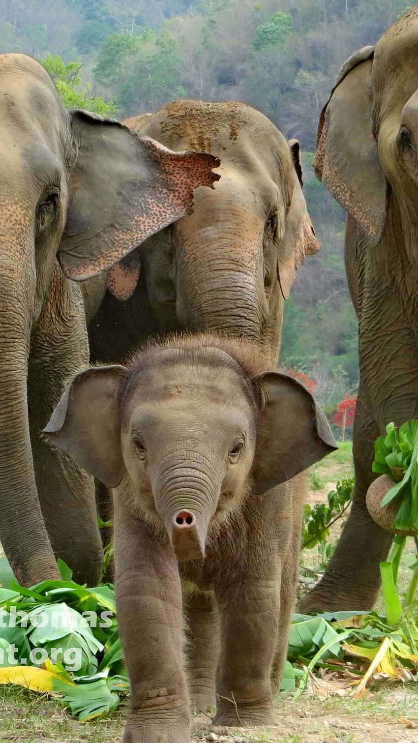 Bayi gajah wallpaper ponsel HD