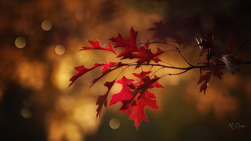 Quercia a colori, bokeh, foglie, quercia, caduta, autunno, tema Firefox Persona, albero Sfondo HD