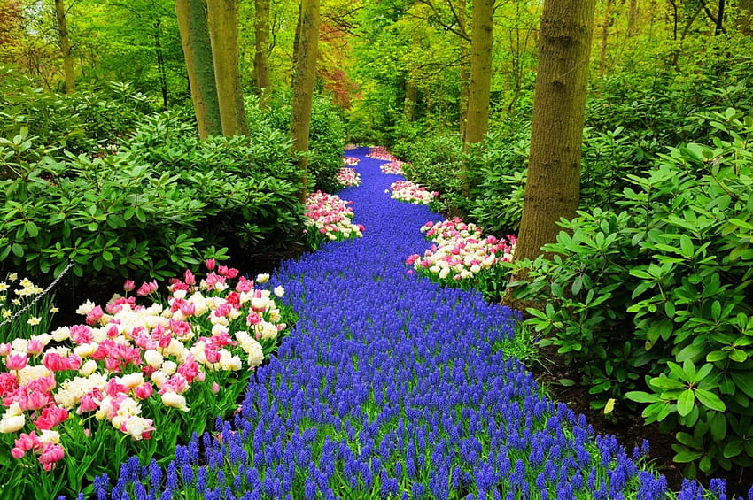 Keukenhof 봄, 화려한, 튤립, 향기, 나무, 푸른 잎, 정원, keukenhof, 아름다운, speinf, 공원, 양탄자, 예쁜, 선도, 냄새, 꽃, 아름다운, 숲 HD 월페이퍼