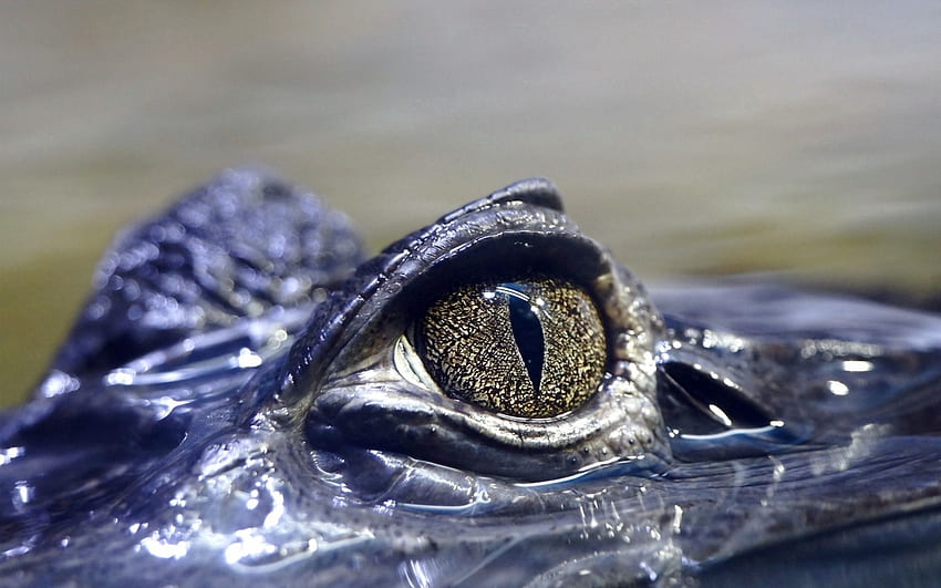 Animals, Eye, Crocodile, Dangerous HD wallpaper