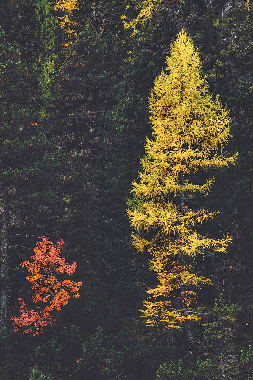 Nature, Trees, Coniferous, Forest, Larch HD phone wallpaper
