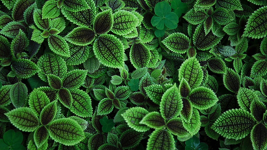 ธรรมชาติ ใบไม้ พืช วอลล์เปเปอร์ HD