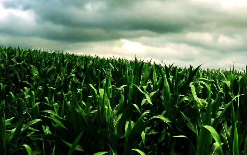 Zielone pole kukurydzy. Zbiór zielonych pól kukurydzy, Cornfield Tapeta HD