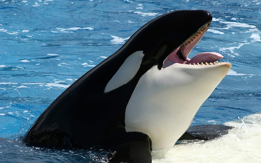 Killer Whale in body of water, Baby Orca HD wallpaper