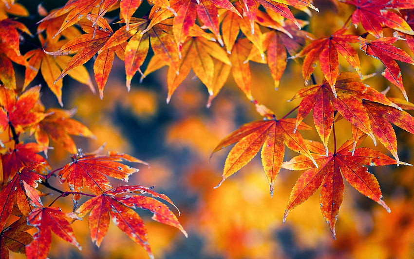 outono, folhas, macro, luz, cor clara, maple papel de parede HD