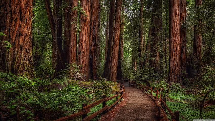 Cathedral Grove Rainforest Ultra Background HD wallpaper