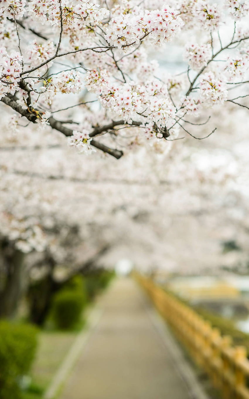 Jeffrey Friedl's Blog A Few Cold Blustery Rainy Cherry Blossom, Kyoto Cherry Blossom HD phone wallpaper