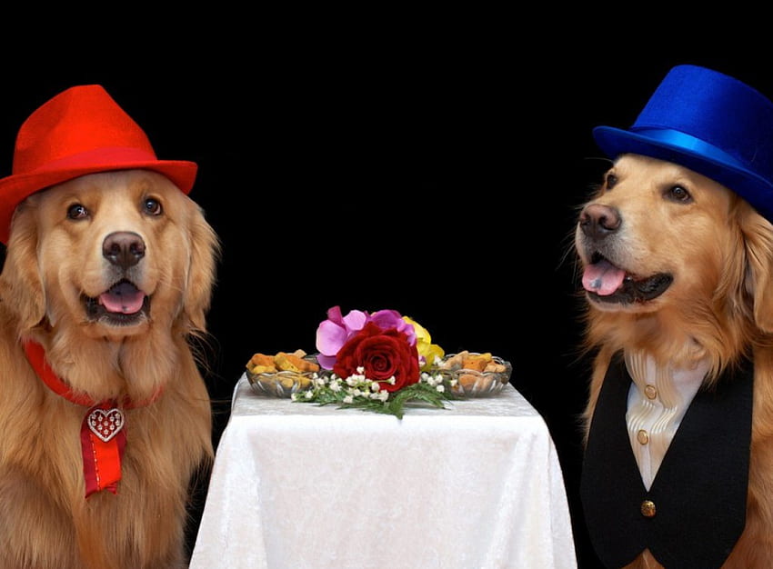 Najlepszy przyjaciel, pies, stół, zwierzęta, uroczy, zabawny, zwierzak, kapelusz Tapeta HD