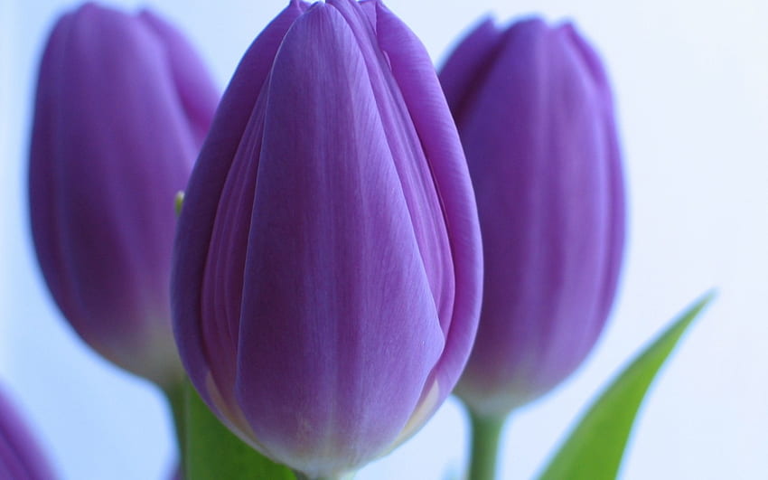 tulipanes, púrpura, naturaleza, flor fondo de pantalla