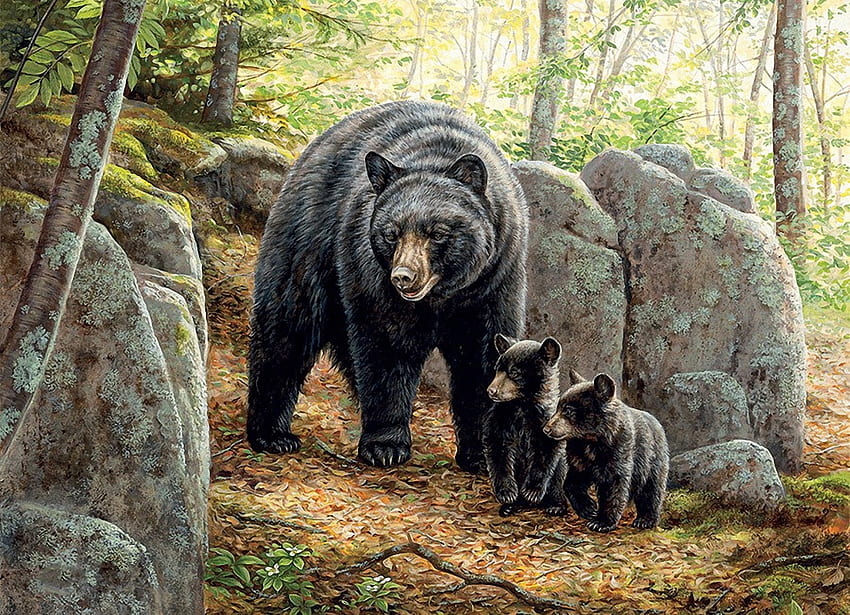 ทริปแรกของคุณ หมี วาด ป่า หิน วอลล์เปเปอร์ HD