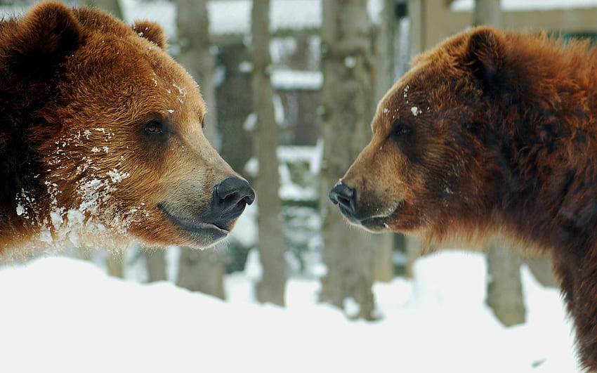 Animals, Snow, Bears, Couple, Pair, Brown HD wallpaper