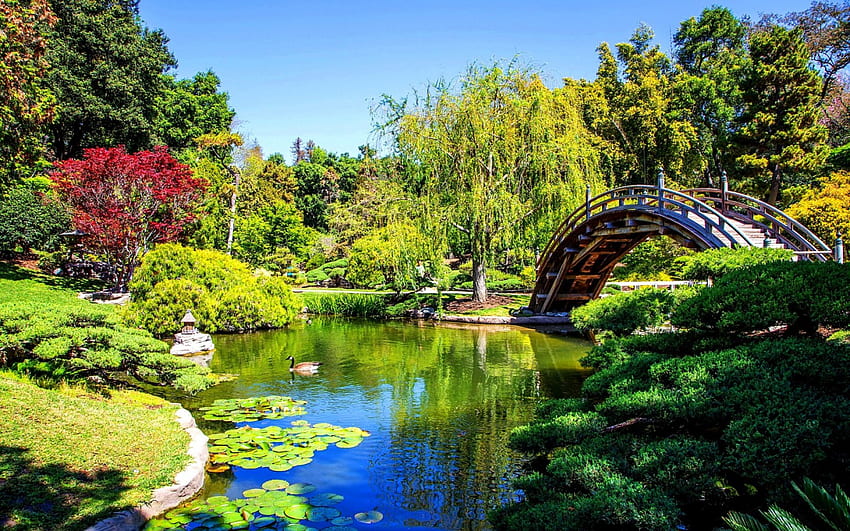 Beautiful park, San Marino, California, Beautiful, Park, San Marino, Nature, California HD wallpaper