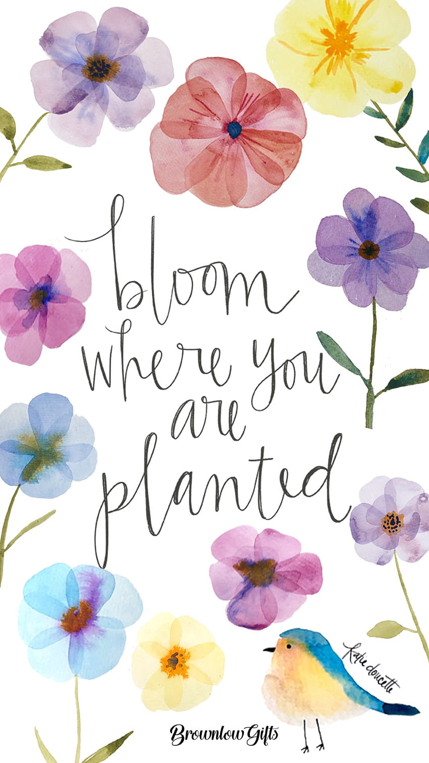 Bloom where you are planted HD wallpapers | Pxfuel