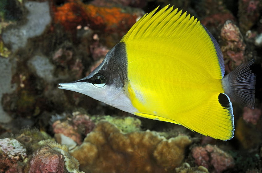 Giallo Longnose Butterfly Fish, naso lungo, pesce, farfalla, giallo Sfondo HD
