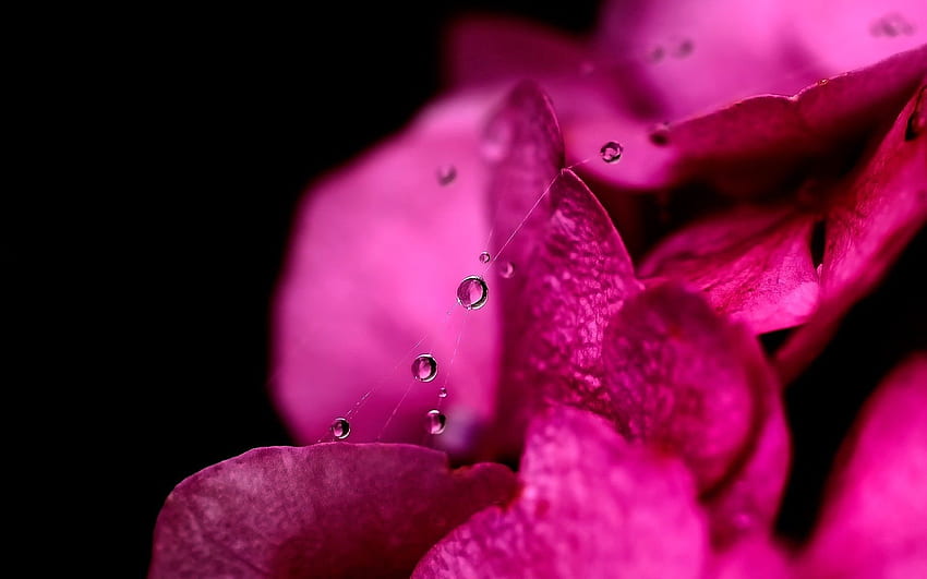 Pink, Web, Drops, Flower, Macro, Petals HD wallpaper