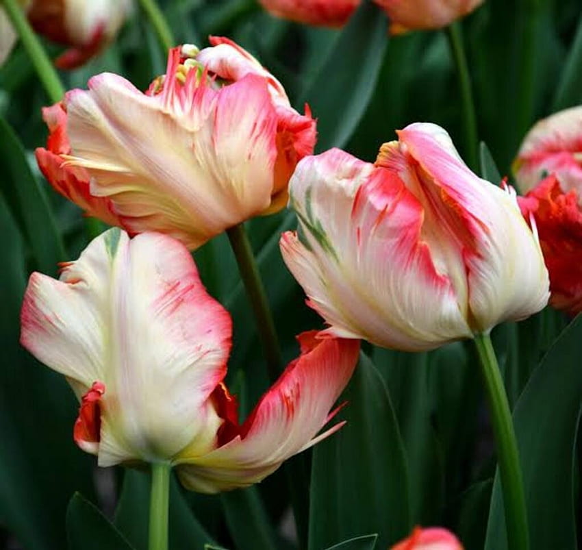 Tulips, Flowers, Closeup, Colorful HD wallpaper | Pxfuel