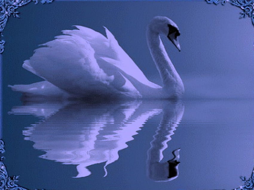 Grace and beauty, swimming, blue hues, bird, swan, graceful, long neck HD wallpaper