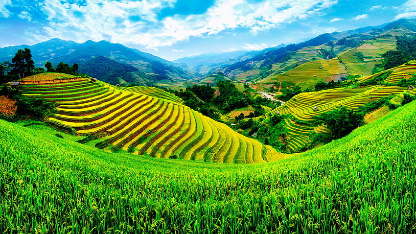 YenBai, Vietnam Nature Fields Scenery HD wallpaper